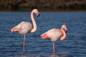 Fenicotteri rosa nella Salina di Cervia