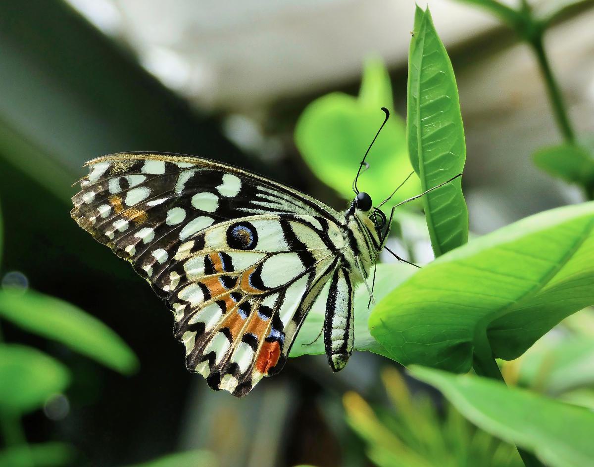 Farfalla posata su un fiore nella Casa delle Farfalle di Cervia
